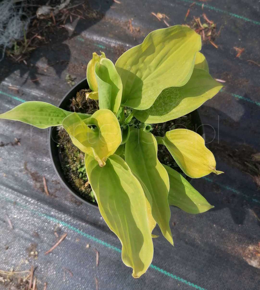 Hosta Funkia Tortilla Chip C2