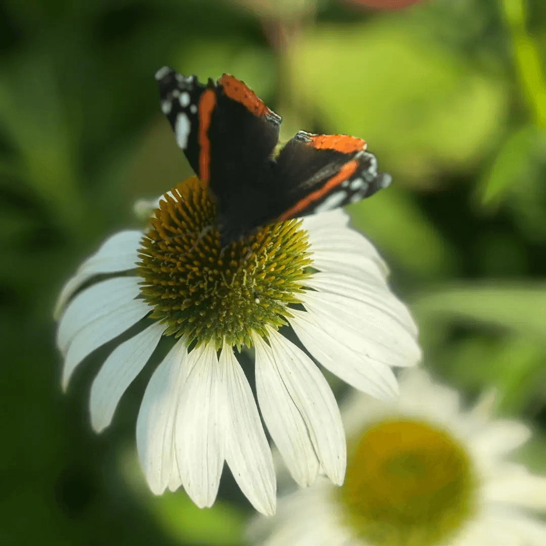 Jeżówka Echinacea